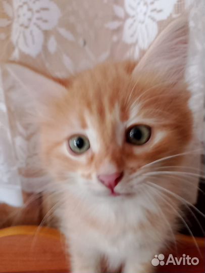 Котята