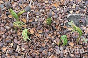 Семена кедра