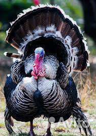 Упаковщики индейки вахта питание проживание