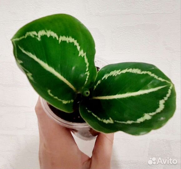 Калатея Эппл Би