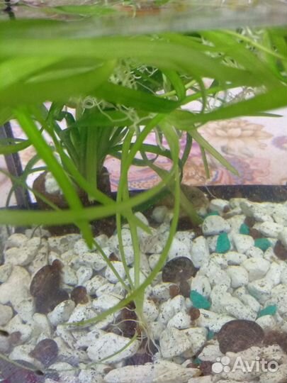 Аквариумные растения бесплатно