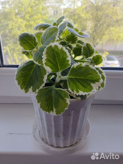 Комнатные цветы