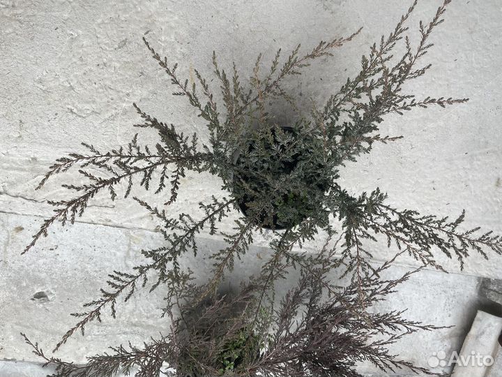 Можжевельник