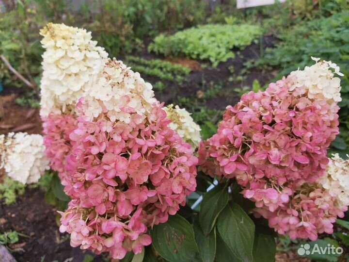 Гортензии метельчатые