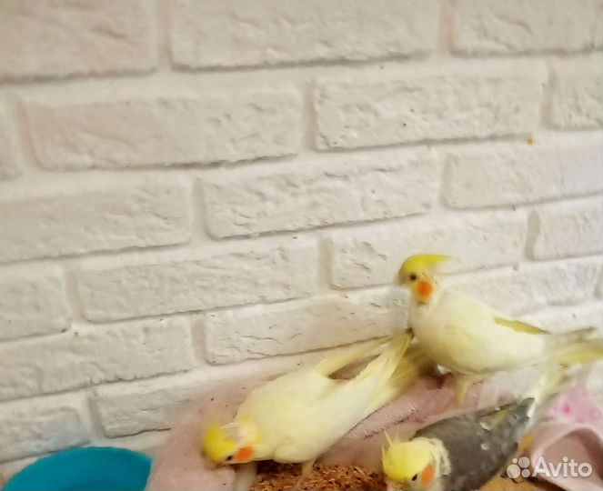 Попугай корелла птенец