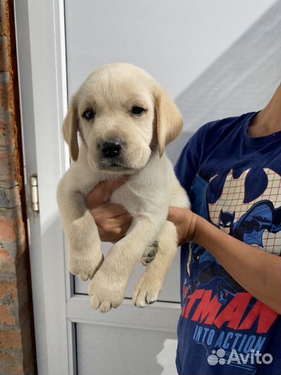 Щенки лабрадора палевые