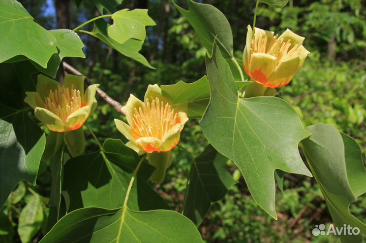 Лириодендрон, семена