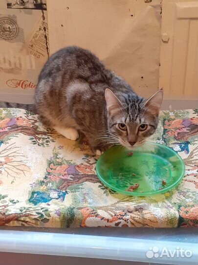 Айк - ласковый котик-шпротик