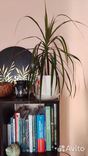 Комнатные цветы драцена финиковая пальма, молочай