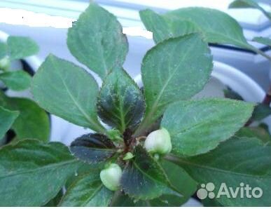 Колеус, бальзамин рассада для дома,балкона, клумбы