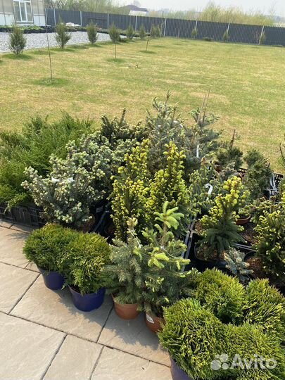 Хвойные растения в Тюмени