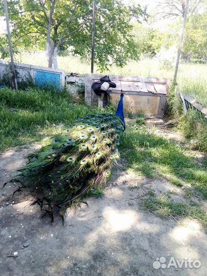 Павлины черноплечья