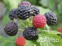 Ежемалина (черная малина)