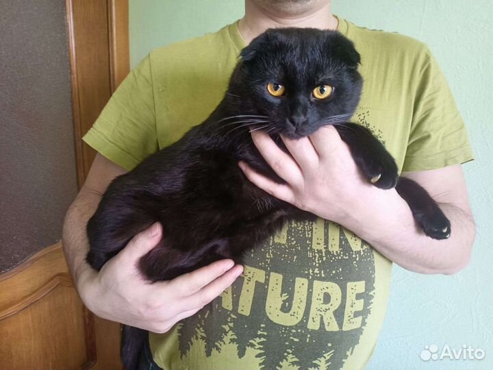 Вислоухий черный кот на вязку