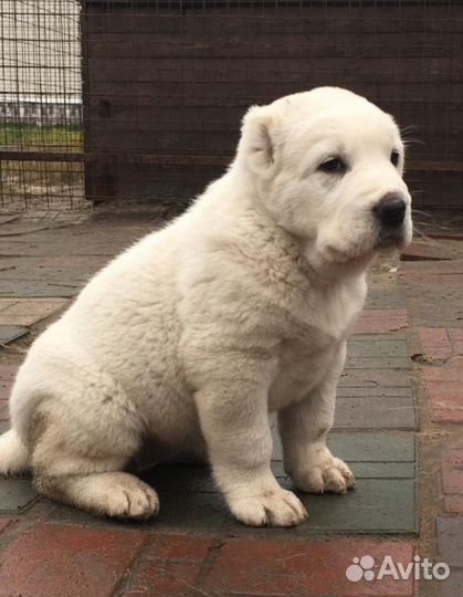 Продаются щенки