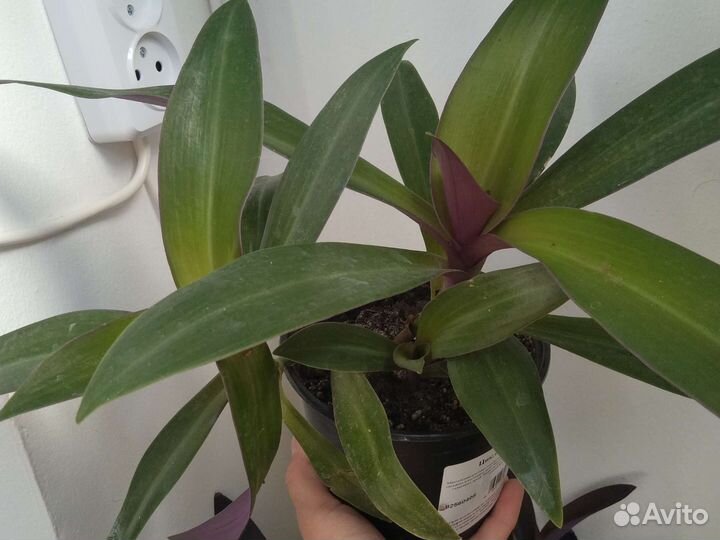 Традесканция, рэо