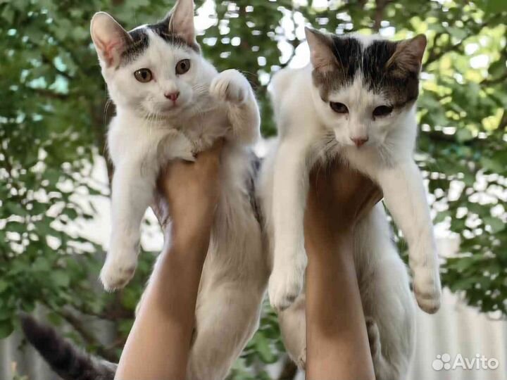 Котята в добрые руки