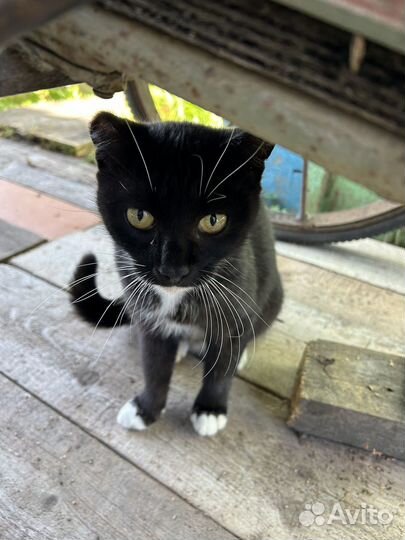 Кошка в дар