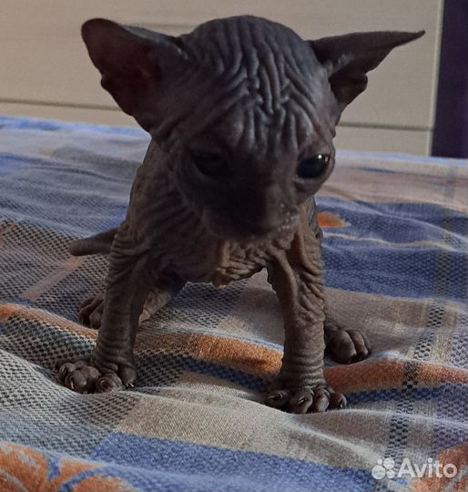 Канадский сфинкс котята