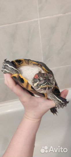 Черепаха водная