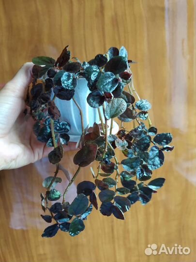 Комнатные растения