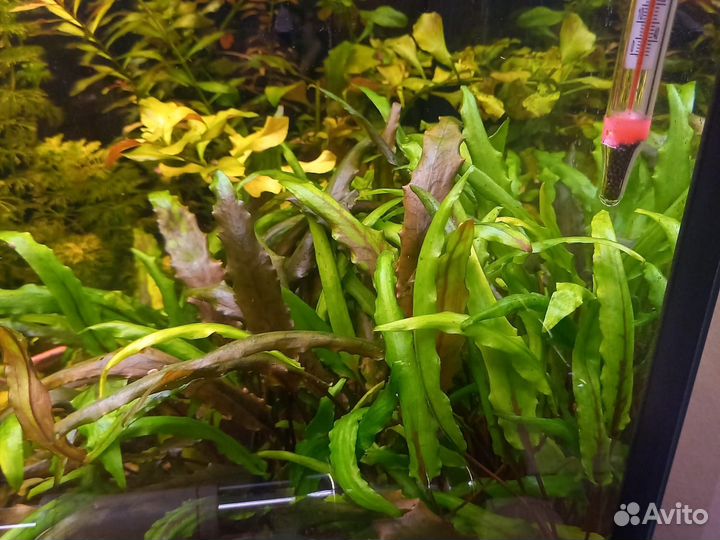 Аквариумные растения прополка