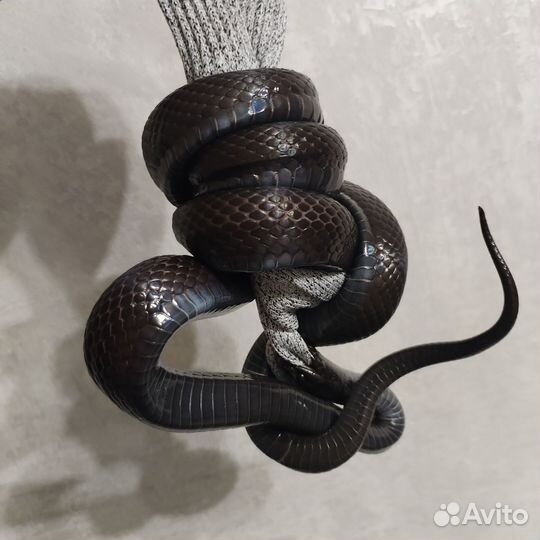 Змея. Нигрита