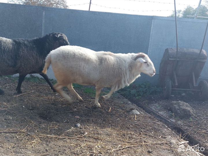 Баран на племя