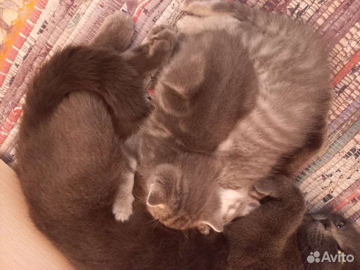 Котята в добрые руки бесплатно