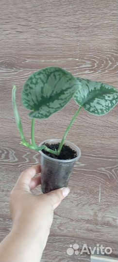 Сциндапсус эпипремнум