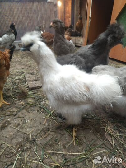 Продам куриц и петухов