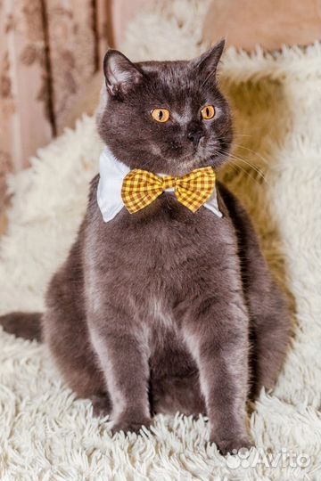 Британский кот