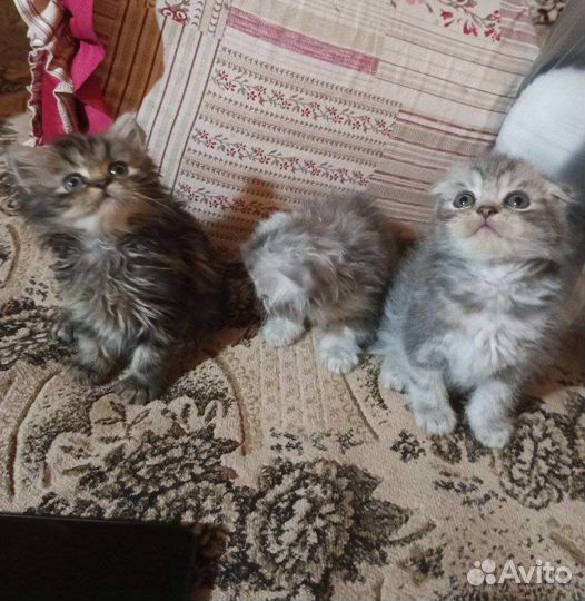 Котята Шотландские вислоухие