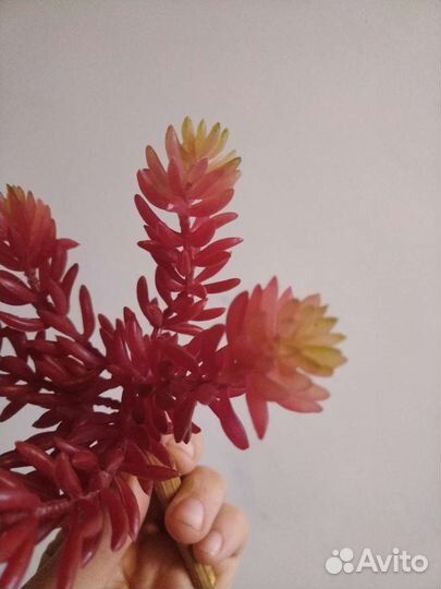 Цветы Водоросли искусственные