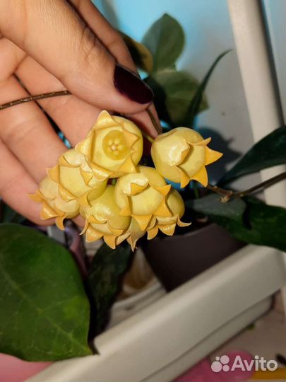 Неукорененные черенки сортовых хой