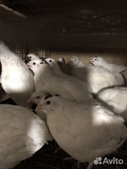 Перепела двух пород техас феникс золотой