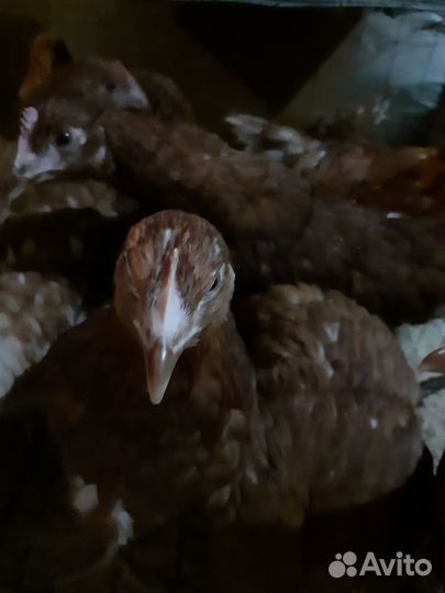 Курочки молодки родонит