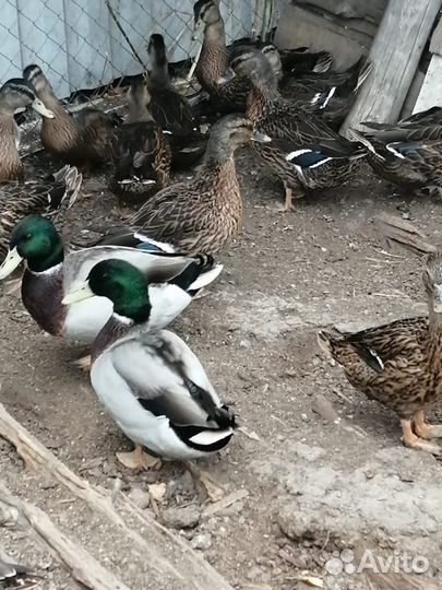 Утка кряква