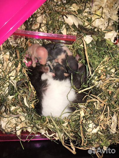 Сирийские хомяки