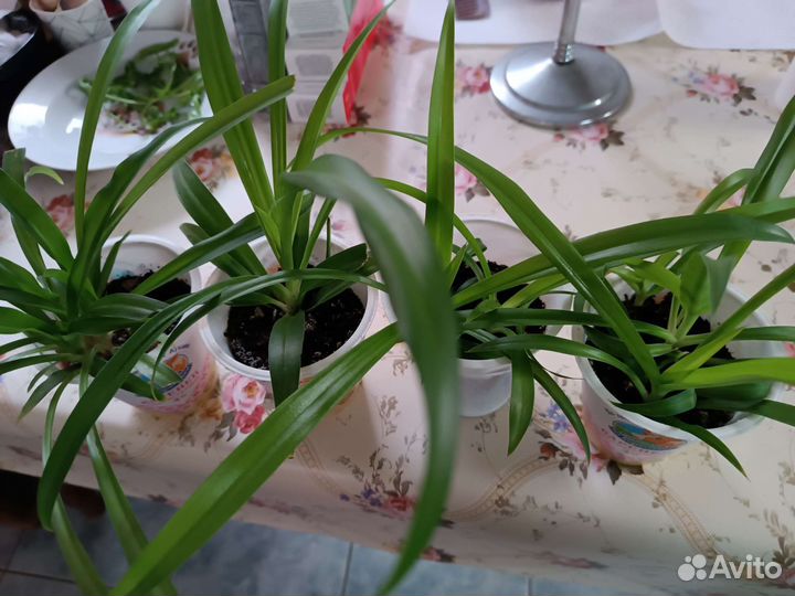 Хлорофитум капский