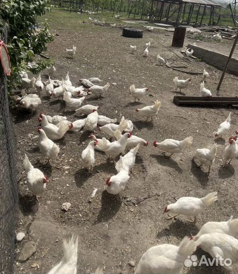 Несушки белые