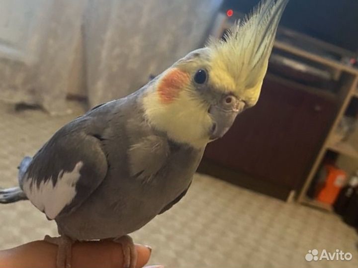 Попугай корелла самец