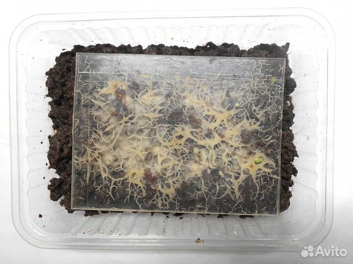 Мотыль.гриндаль