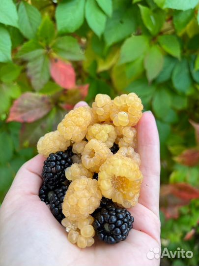 Ежевика, малина