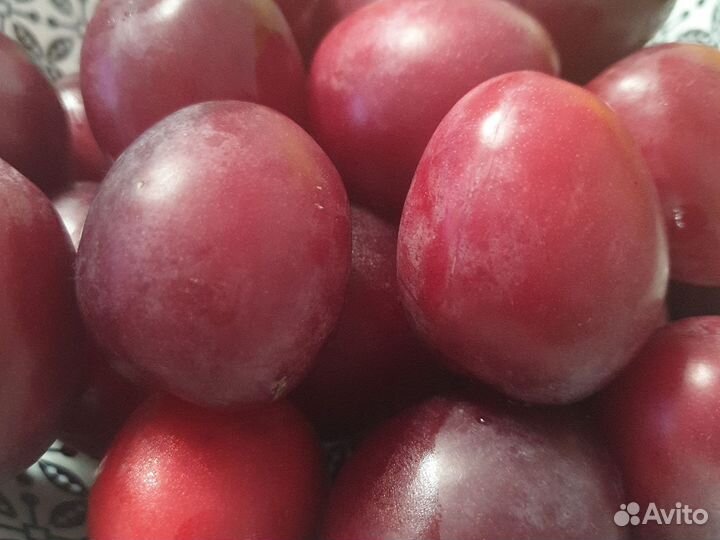 Слива колоновидная оптом от 10кг до 3т