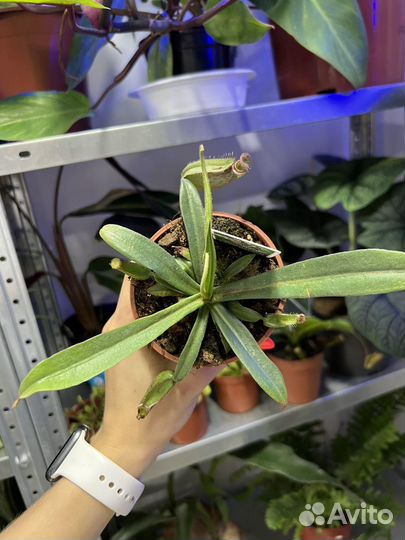 Дионея венерина мухоловка непентес