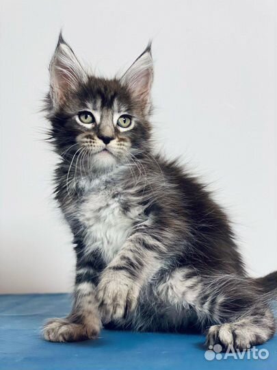 Котята мейн-кун