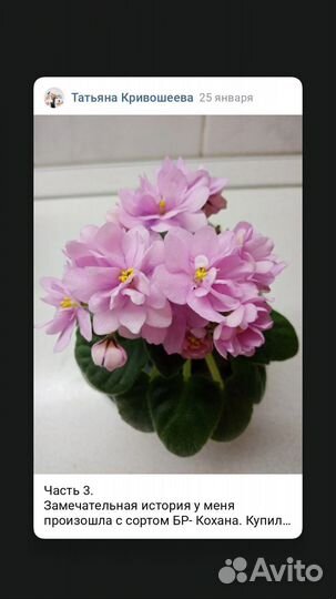 Набор фиалок