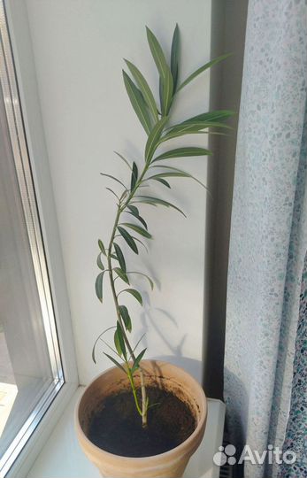 Олеандр 80 см