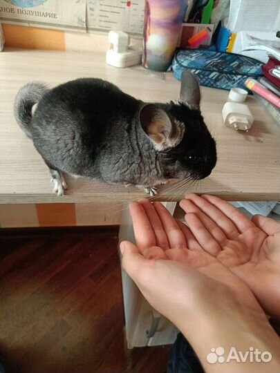 Шиншилла